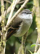 White-throated Tyrannulet