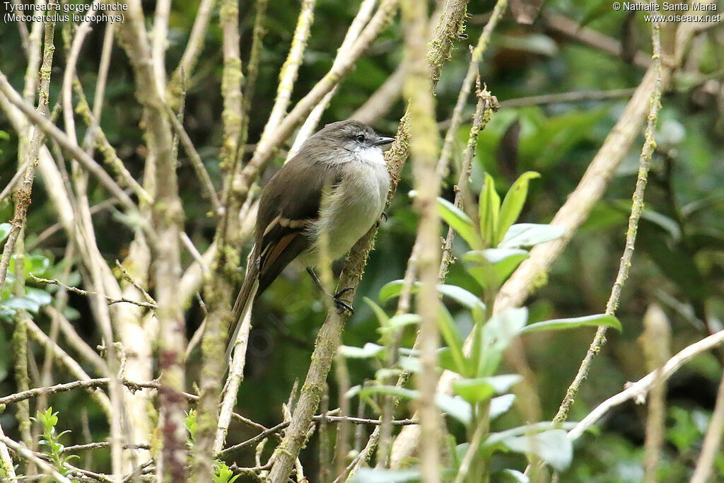 White-throated Tyrannuletadult, identification