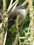 White-throated Tyrannulet