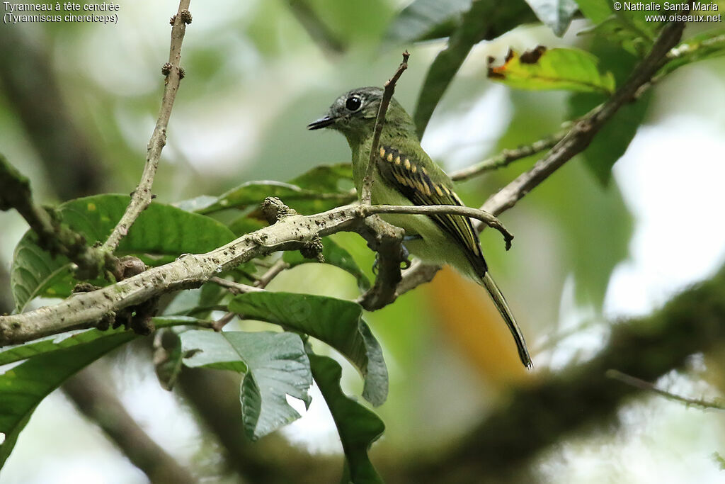 Ashy-headed Tyrannuletsubadult, identification