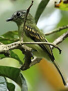 Ashy-headed Tyrannulet