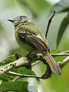 Ashy-headed Tyrannulet