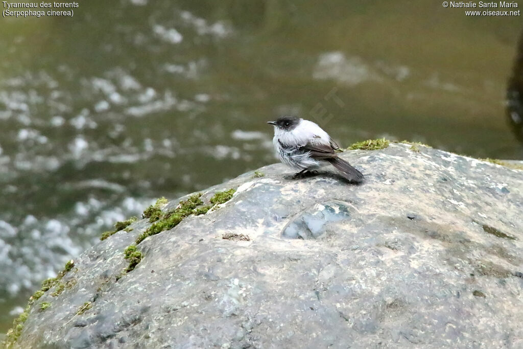 Tyranneau des torrentsadulte, identification