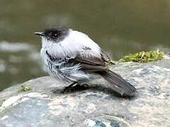 Torrent Tyrannulet