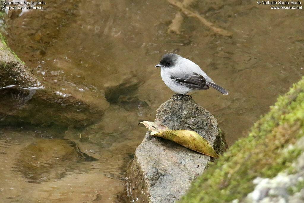 Tyranneau des torrentsadulte, identification