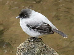 Torrent Tyrannulet