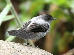 Torrent Tyrannulet