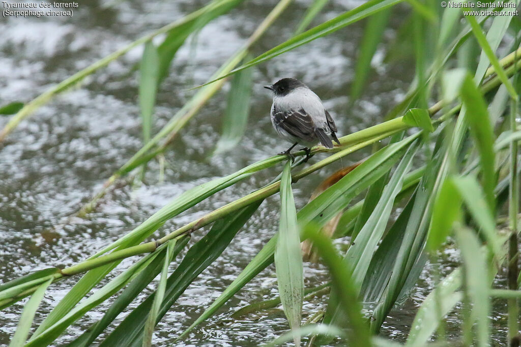 Torrent Tyrannuletadult, habitat