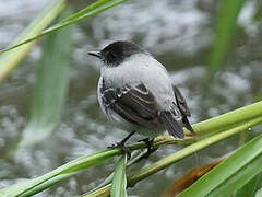 Torrent Tyrannulet