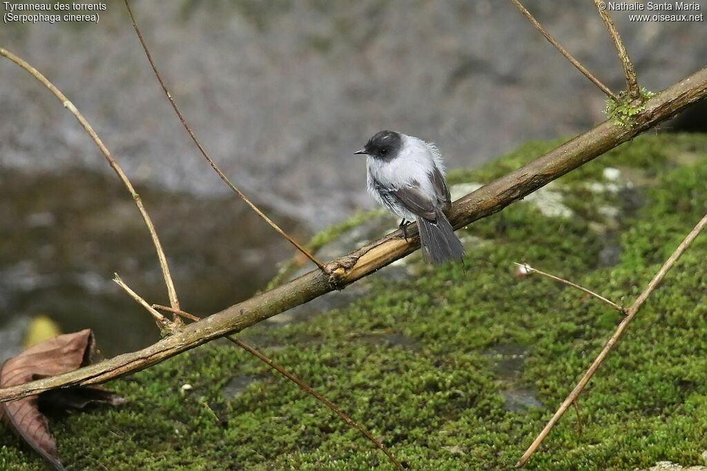 Tyranneau des torrentsadulte, identification