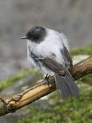 Torrent Tyrannulet