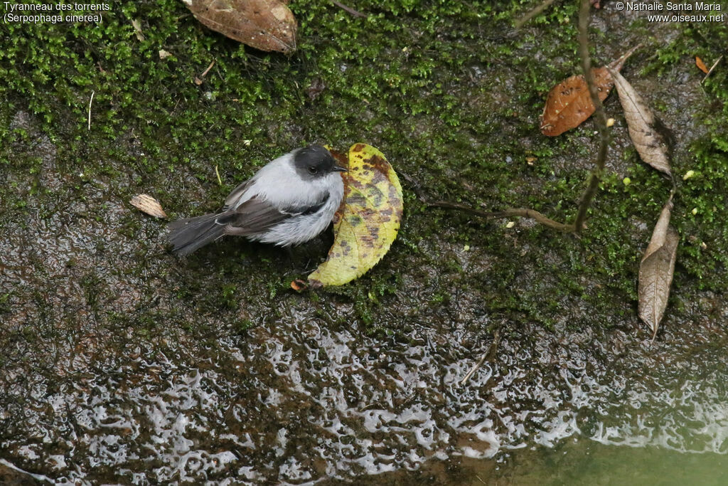 Tyranneau des torrentsadulte, identification