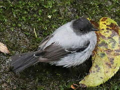 Torrent Tyrannulet