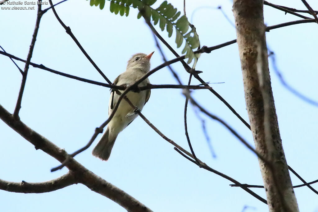 Northern Beardless Tyrannuletadult, identification