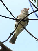 Northern Beardless Tyrannulet