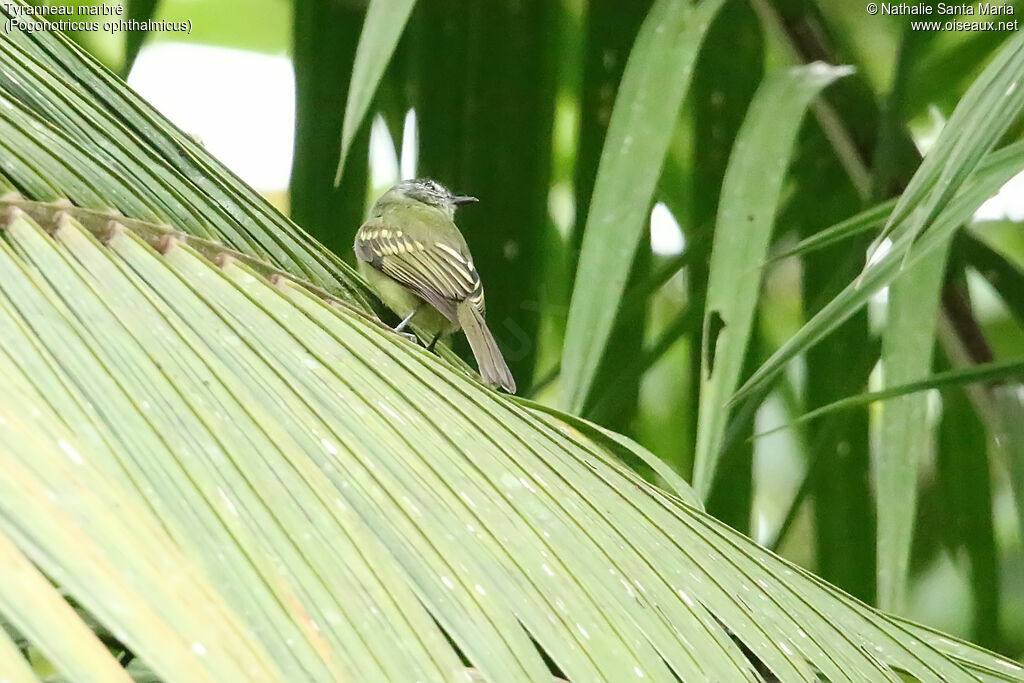 Tyranneau marbréadulte, habitat