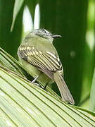 Marble-faced Bristle Tyrant