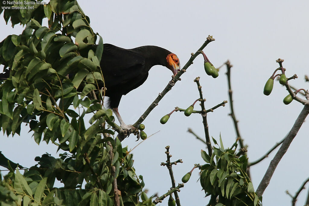 Urubu à tête jauneadulte, identification