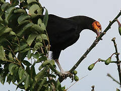 Lesser Yellow-headed Vulture