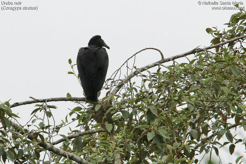 Black Vultureimmature, identification