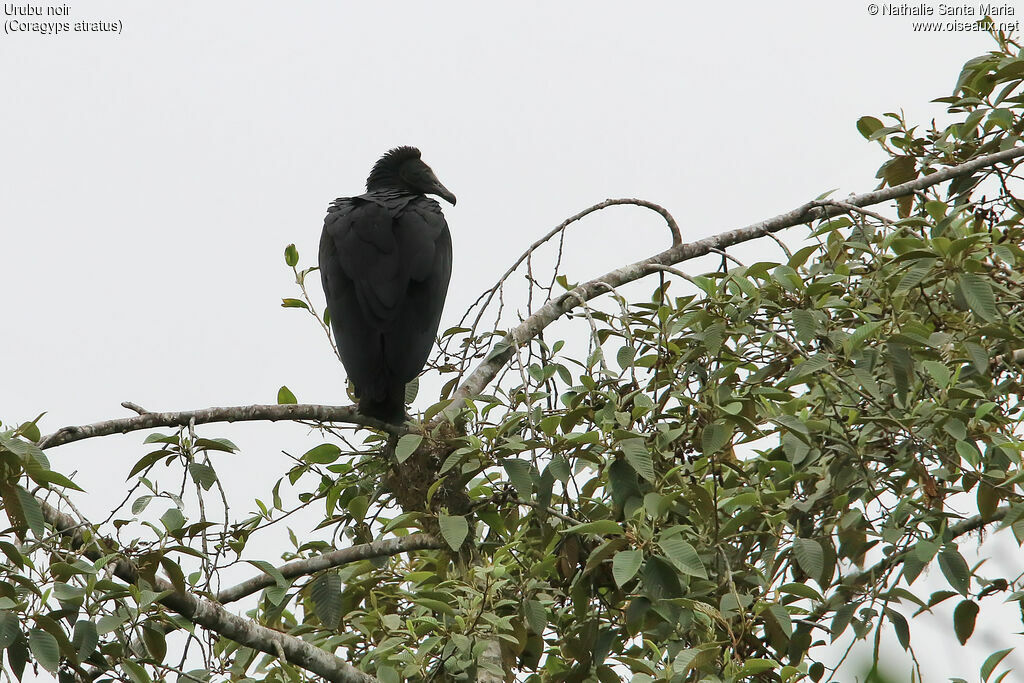 Urubu noirimmature, identification