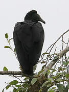 Black Vulture