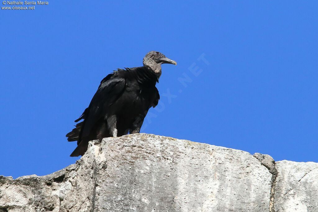 Black Vultureadult, identification