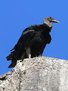 Black Vulture