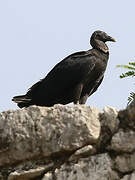 Black Vulture