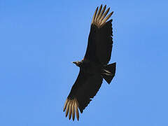 Black Vulture