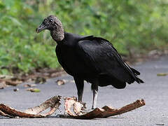 Black Vulture