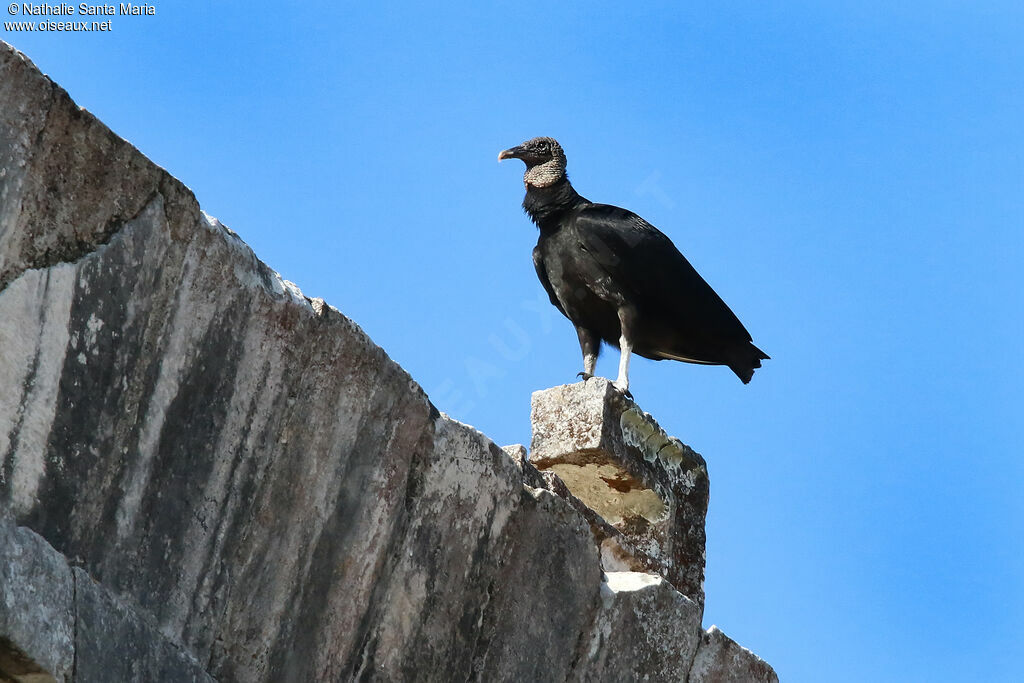 Urubu noiradulte, identification