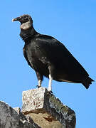 Black Vulture