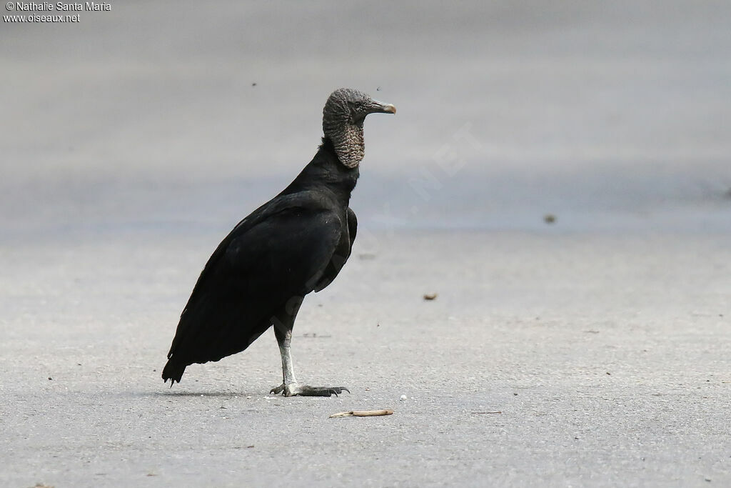 Urubu noiradulte, identification