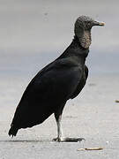 Black Vulture