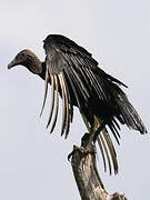 Black Vulture