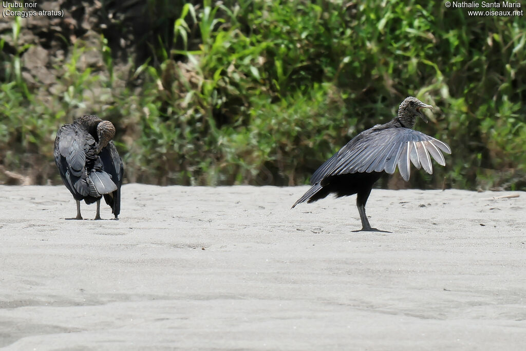 Urubu noir