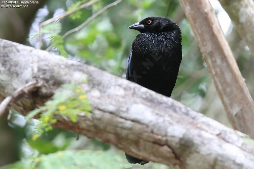 Bronzed Cowbird male adult, identification