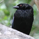 Vacher bronzé