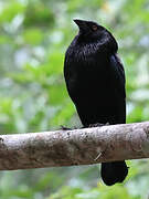 Bronzed Cowbird