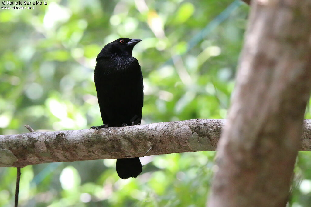 Bronzed Cowbird male adult, identification