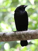 Bronzed Cowbird