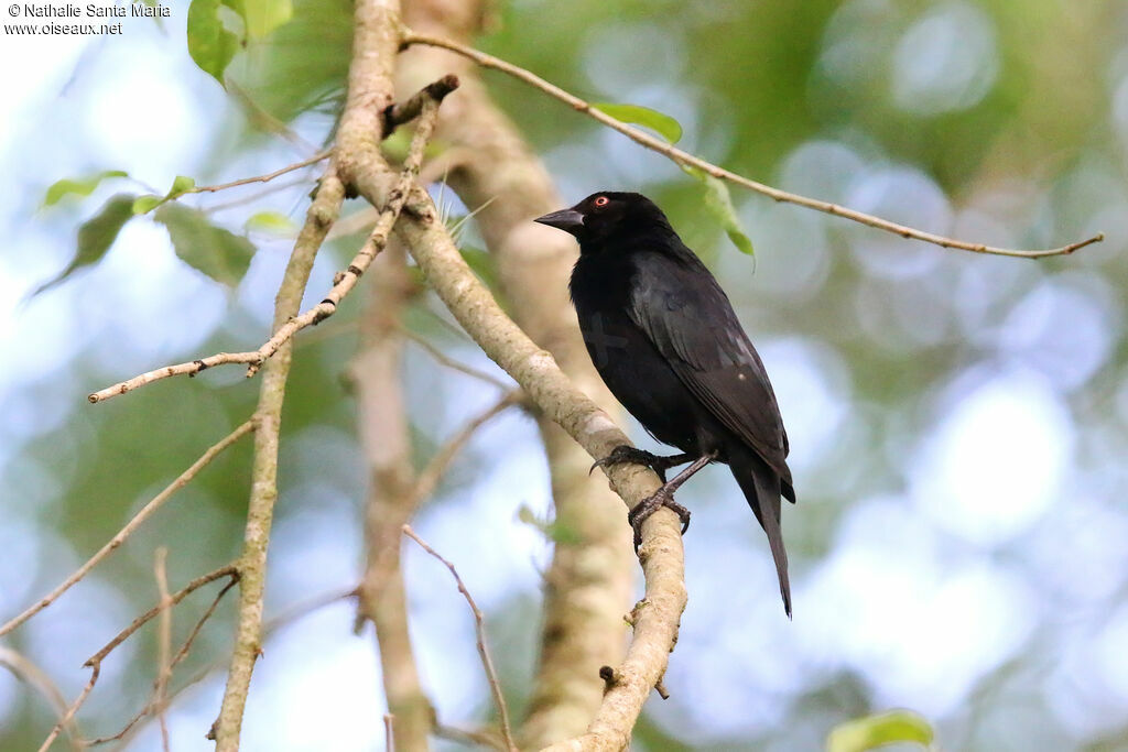 Bronzed Cowbird male adult, identification