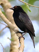 Bronzed Cowbird