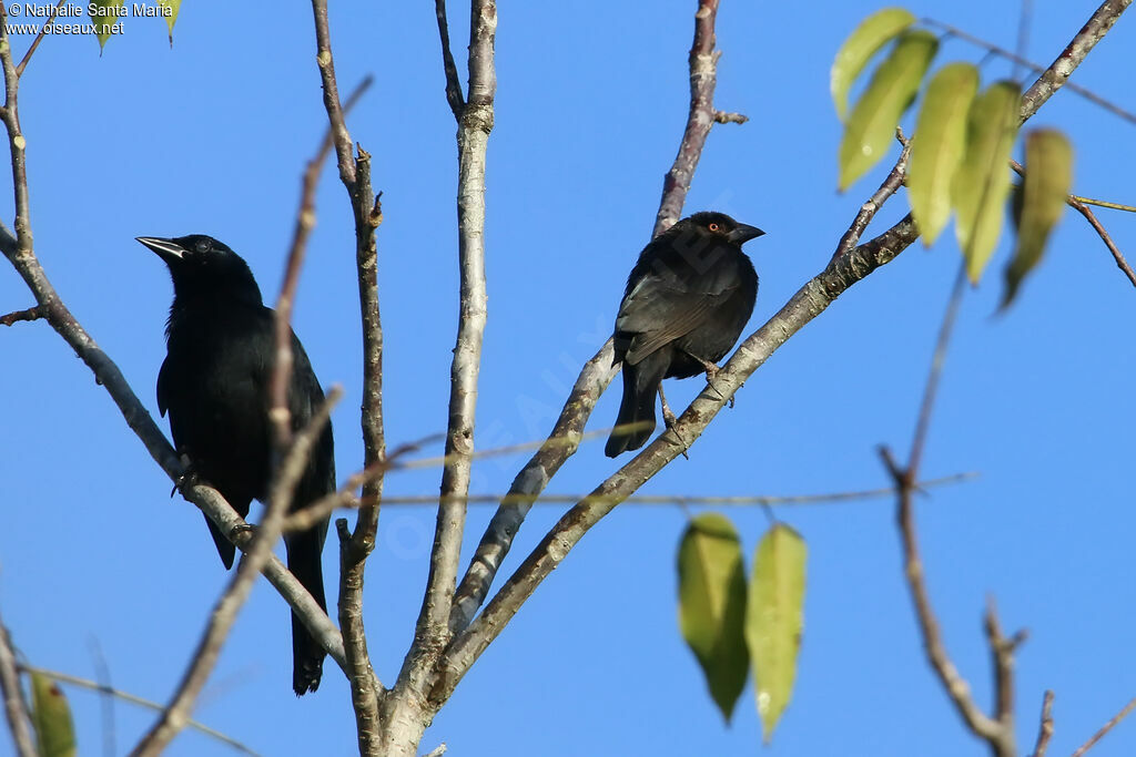 Vacher bronzé mâle adulte, identification