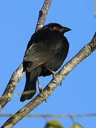 Bronzed Cowbird