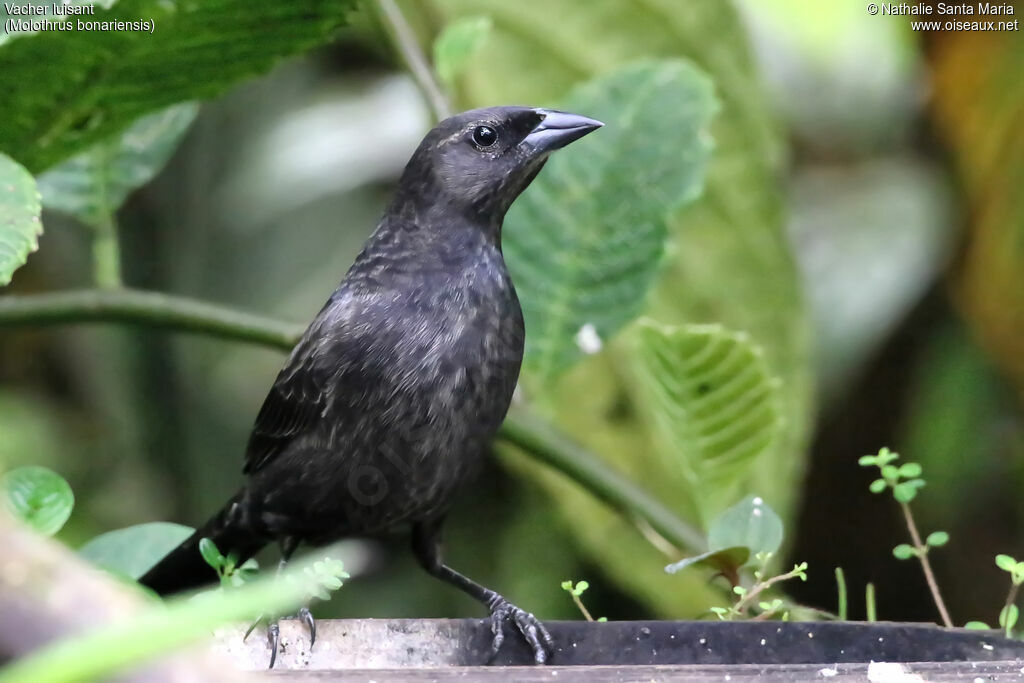 Vacher luisant, identification