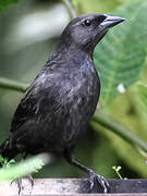 Shiny Cowbird