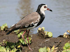 Long-toed Lapwing