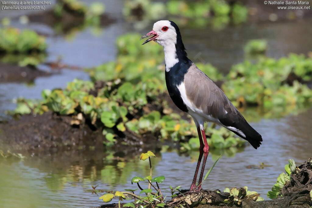 Vanneau à ailes blanchesadulte, identification, habitat, Comportement